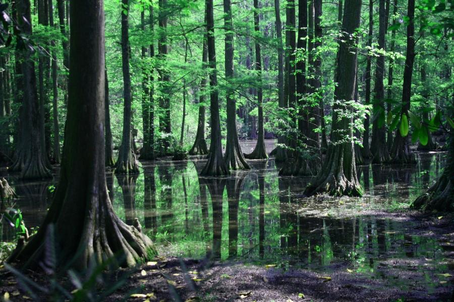 swamp-wallpaper-1-1534615862_lrg